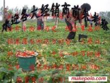 草莓大姜草莓苗選購指南 價格、廠家與圖片信息詳解
