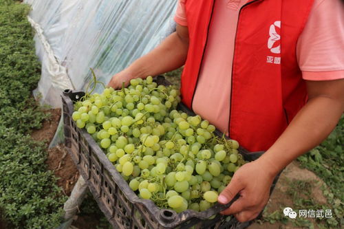 電商助力食用油銷售，破解農產品滯銷難題